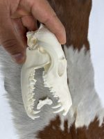 جمجمه طبیعی روباه معمولی مدل 1 / Vulpes-model-1 - Image 5