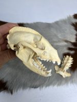 جمجمه طبیعی گورکن (رودک عسل خوار) مدل 1 / Meles -model-1 - Image 5