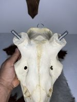 جمجمه تنها گوزن مرال مدل 1 / – maral-model-1 - Image 5