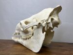 جمجمه طبیعی شتر لوک شماره 6 / Camel-model-6 - Image 8