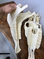 جمجمه طبیعی اسب حکاکی شده / Horse-model-100 - Image 13