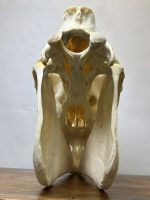 جمجمه طبیعی اسب شماره 12 / Horse-model-12 - Image 5