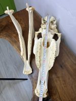 جمجمه طبیعی اسب شماره 10 / Horse-model-10 - Image 5