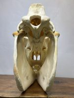 جمجمه طبیعی اسب شماره 3 / Horse-model-3 - Image 6