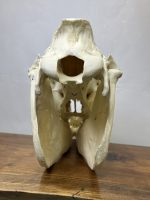 جمجمه طبیعی اسب شماره1 / Horse-model-1 - Image 6