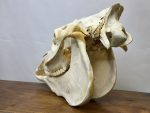 جمجمه طبیعی اسب شماره 8 / Horse-model-8 - Image 6
