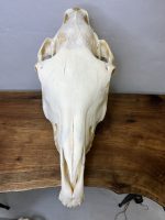 جمجمه طبیعی اسب شماره 13 / Horse-model-13 - Image 6