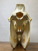 جمجمه طبیعی اسب شماره 7 / Horse-model-7 - Image 6