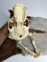 جمجمه شامپانزه-مدل 1 - Chimpanzees-model-1 - Image 6