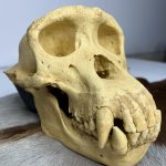 جمجمه شامپانزه-مدل4 - Chimpanzees-model-4