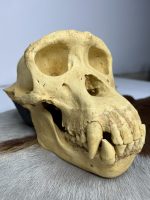 جمجمه شامپانزه-مدل4 - Chimpanzees-model-4