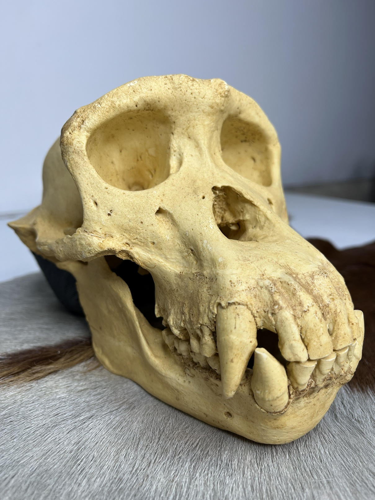 5 جمجمه شامپانزه-مدل4 - Chimpanzees-model-4 - Image 1