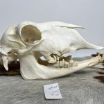 جمجمه گوسفند اهلی مدل 4 / model-4