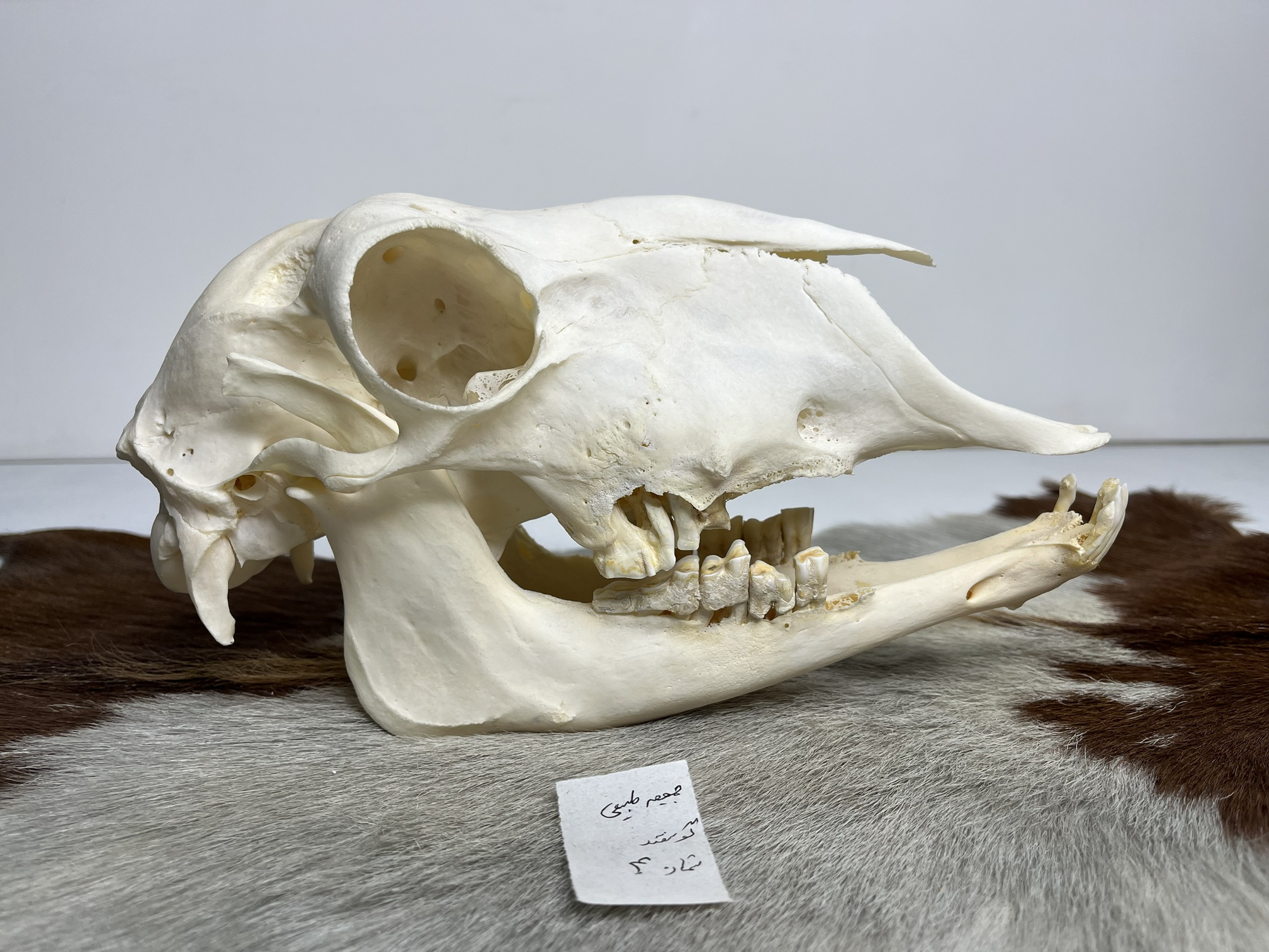 5 جمجمه گوسفند اهلی مدل 4 / model-4 - Image 1