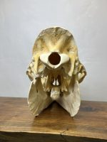 جمجمه طبیعی شتر شماره 5 / Camel-model-5 - Image 8