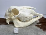 جمجمه گوسفند اهلی مدل 5 / model-5
