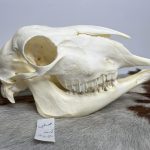 جمجمه گوسفند اهلی مدل 5 / model-5
