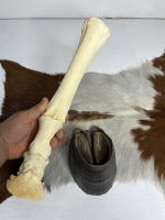 آناتومی دست اسب همراه سم مدل 2 / Horse-model-2 - Image 6