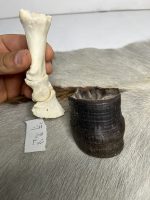 آناتومی انگشت الاغ همراه سم مدل 3 / Donkey-model-3 - Image 6