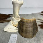 آناتومی انگشت اسب همراه سم مدل 4 / Horse-model-4