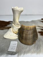 آناتومی انگشت اسب همراه سم مدل 4 / Horse-model-4