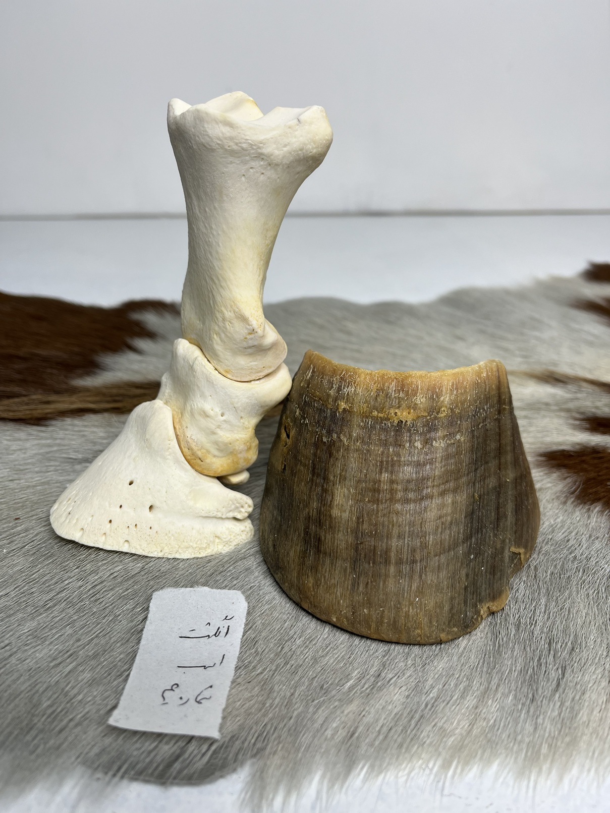 5 آناتومی انگشت اسب همراه سم مدل 4 / Horse-model-4 - Image 1