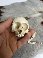 جمجمه طبیعی میمون رزوس  -Macaca mulatta - Image 6