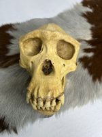 جمجمه شامپانزه-مدل1 - Chimpanzees-model-1 - Image 6
