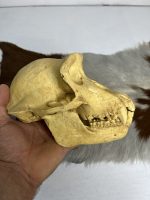 جمجمه شامپانزه-مدل3 - Chimpanzees-model-3 - Image 6