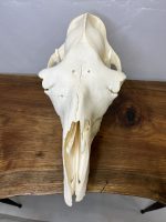 جمجمه طبیعی شتر شماره 2 / Camel-model-2 - Image 6