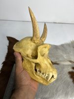 جمجمه شامپانزه شاخدار - مدل 5 - Chimpanzees-model-5 - Image 6