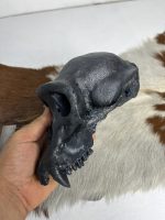 جمجمه شامپانزه رنگ مشکی - Chimpanzees - Image 6