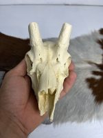 جمجمه عیب دار آهو بدون شاخ - Gazella-model-1 - Image 6