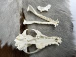 جمجمه طبیعی روباه معمولی مدل 1 / Vulpes-model-1 - Image 6