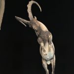مجسمه کل وحشی پازن - Image 6