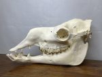 جمجمه طبیعی شتر لوک شماره 6 / Camel-model-6 - Image 7