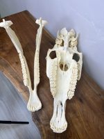 جمجمه طبیعی اسب حکاکی شده / Horse-model-100 - Image 12