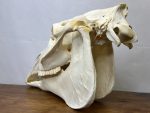 جمجمه طبیعی اسب شماره 12 / Horse-model-12 - Image 6