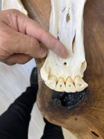 جمجمه طبیعی اسب شماره 10 / Horse-model-10 - Image 6
