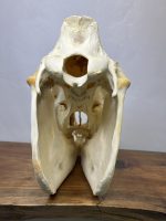 جمجمه طبیعی اسب شماره 3 / Horse-model-3 - Image 7