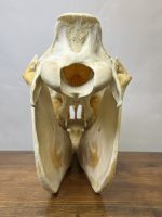 جمجمه طبیعی اسب شماره 7 / Horse-model-7 - Image 7