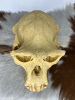 جمجمه شامپانزه-مدل4 - Chimpanzees-model-4 - Image 7