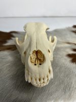 جمجمه طبیعی سگ اهلی model-4 - Image 9
