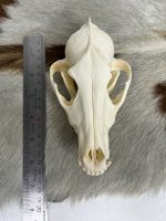 جمجمه طبیعی شغال مدل 1 /  Canis-model-1 - Image 3