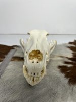 جمجمه طبیعی گرگاس model-1 - Image 7
