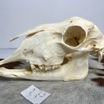 جمجمه گوسفند اهلی مدل 1 / model-1