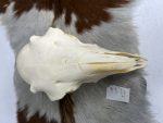 جمجمه گوسفند اهلی مدل 2 / model-2 - Image 7