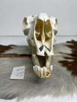 جمجمه گوسفند اهلی مدل 4 / model-4 - Image 7