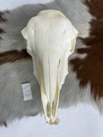 جمجمه گوسفند اهلی مدل 5 / model-5 - Image 7