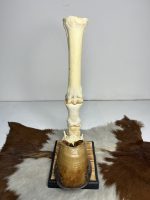 آناتومی دست اسب همراه سم و نعل و با شاسی چوبی / Horse-model-1 - Image 6